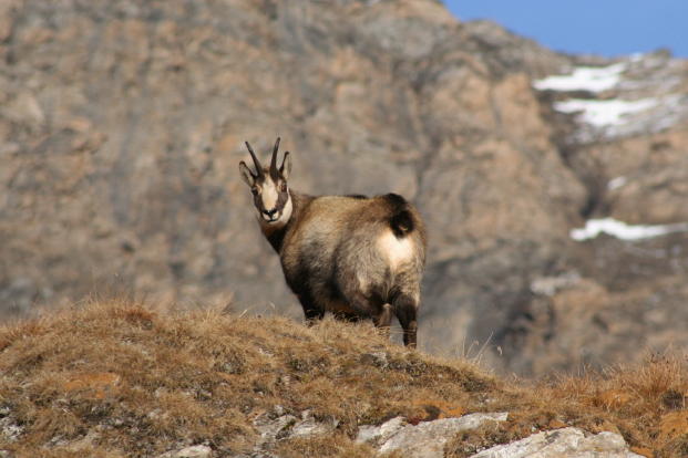 Fauna delle Alpe